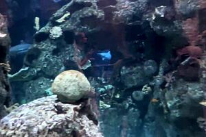 Spankee cum hungry slut Aliya Brynn is eaten out and spanked during her first aquarium experience### Labels