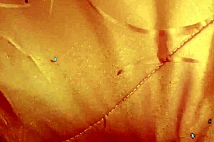 Hardcore lesbian scene with wet and wild action